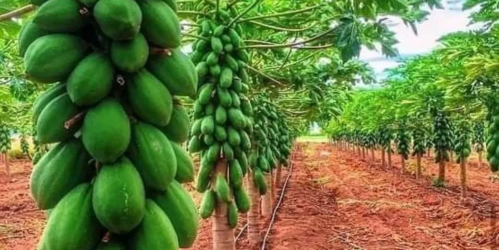 Paw paw agricultural business farm