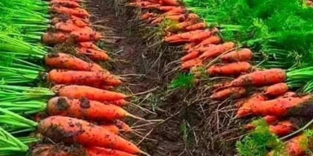 Carrot agricultural business